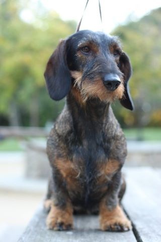 standard dachshund breeders southern california