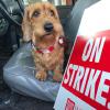 Marj on strike