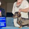 CH. Boreas Setting Fire To The Rain SW shown here winning a 5pt Specialty major under Wirehaired Breeder Judge Dr. Edna Martin