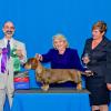 New CH. Tadee winning her second BBE in Specialty and second Specialty major under Wirehaired Breeder Judge Dr. Ken Levison