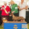 Our First Generation & First BBE CH. , Tadee, GCH DC Boreas There's Something Sexy About The Rain SW shown here at 14 olds finishing her GCH and winning Specialty BOV under Wirehaired Breeder Judge Dr. Edna Martin