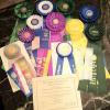 Tadee's Specialty and FT Ribbons to her CH. She won two Specialty BBB in Shows and Three majors.