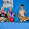 Ryder, GCHS Wiretap Ride Out The Storm (sire of Beau & Triscuit) shown second weekend in the US and winning DCA 5pt National Specialty major under Wirehaired Breeder Judge Jane Fowler