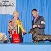 Adele, CH Boreas Setting Fire To The Rain v Cabaret SW 3rd place in 9-12 puppy at DCA behind her littermate Magic under Wirehaired Breeder Judge Jane Fowler