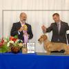 Ryder winning his first Specialty BOV/BOSS under Wirehaired Breeder Judge Dr. Ken Levison