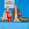 Magic, Boreas Love Is Magic winning 2nd place in the 9-12 month puppy classes at DCA under Wirehaired Breeder Judge Jane Fowler