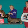 Olive shown winning BOV/BOSS under Wirehaired Breeder Judge Jane Fowler