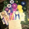 Tadee's Ribbons to her CH.