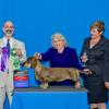Feb 2012 Tadee's birthday New CH! weekend WB/BOW/BBE in Show - Breeder Judge Dr. Ken Levison