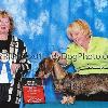 Oct 2011 WB/BOW Tadesss 2nd back to back major under Borzoi Breeder Judge Patricia Uloua, Patrica also gave Olive the BOV that day. I handled her to that win and let Tracy take the photo. Bad photo but great win!