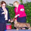 BOV Afghan Breeder Judge Denise Arlynn Ross - Loved Tadee's movement and breed type!