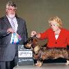 Nov 2011 WB/BOW/BBE/BBE G4 - Corgi Breeder Judge Steven Gladstone, Hound Group Judge was Loraine Boutwell