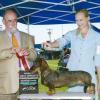 WB/BOS - Breeder Judge David Peat. Next Day Olive won WB/BOW under Breeder judge Pamela Peat